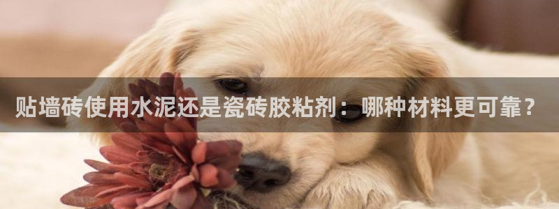 必一体育sport官网